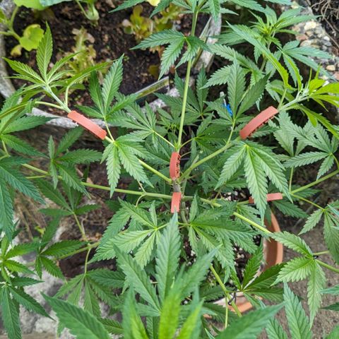Super Lemon Haze growlog timeline photo
