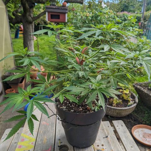 Super Lemon Haze growlog timeline photo