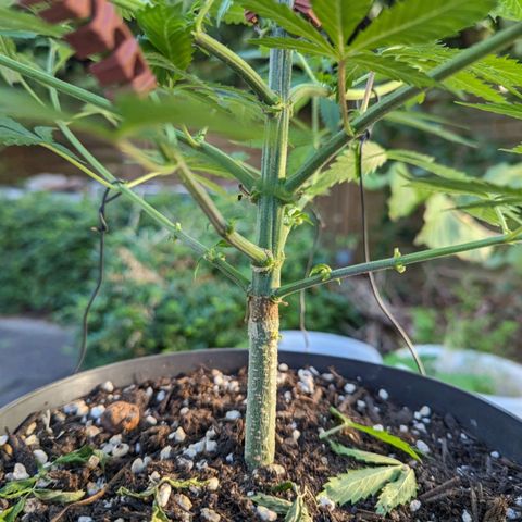 Super Lemon Haze growlog photo: Blätter entfernt 