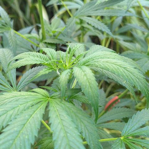 Super Lemon Haze growlog timeline photo