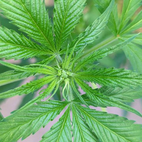 Super Lemon Haze growlog timeline photo