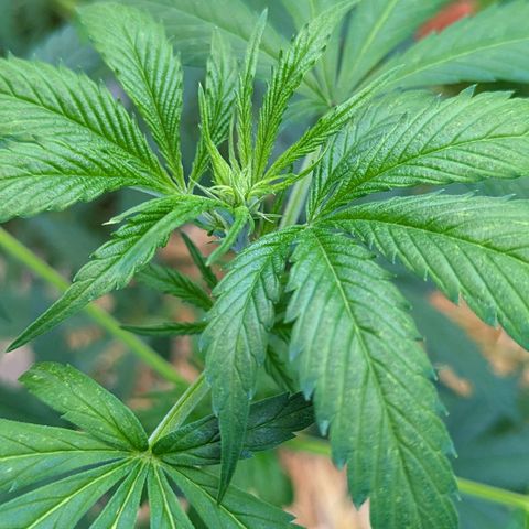Super Lemon Haze growlog timeline photo