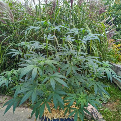 Super Lemon Haze growlog timeline photo
