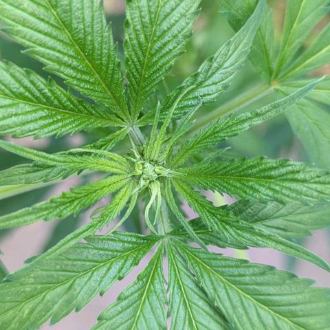 Super Lemon Haze growlog timeline photo