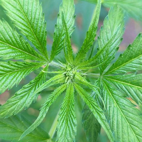 Super Lemon Haze growlog timeline photo