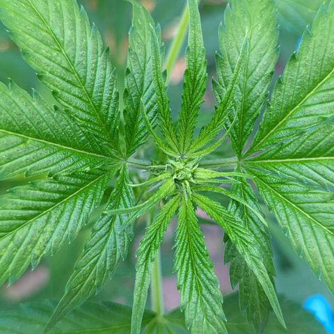Super Lemon Haze growlog timeline photo