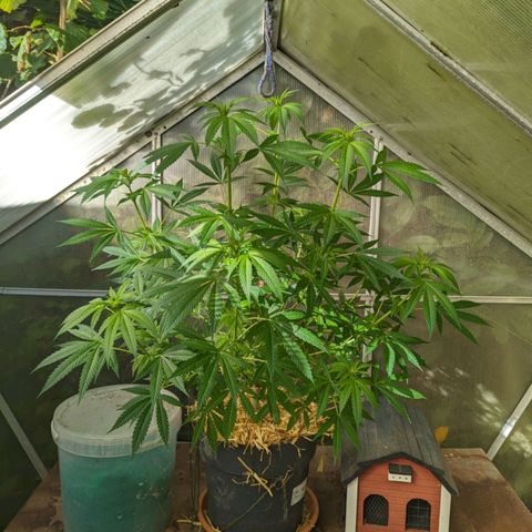 Super Lemon Haze growlog photo: Standort geändert. Licht "optimiert" 