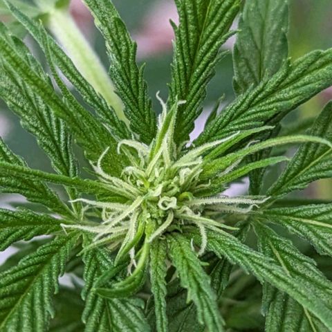 Super Lemon Haze growlog timeline photo