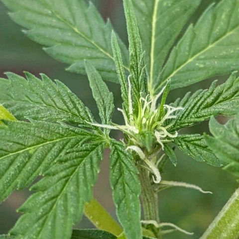 Super Lemon Haze growlog timeline photo