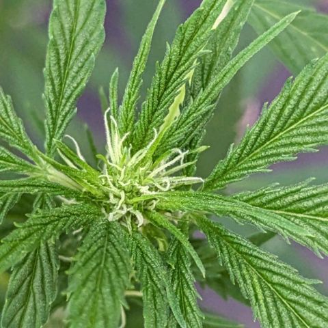 Super Lemon Haze growlog timeline photo