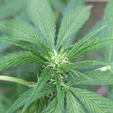 Super Lemon Haze growlog timeline photo