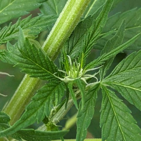 Super Lemon Haze growlog timeline photo
