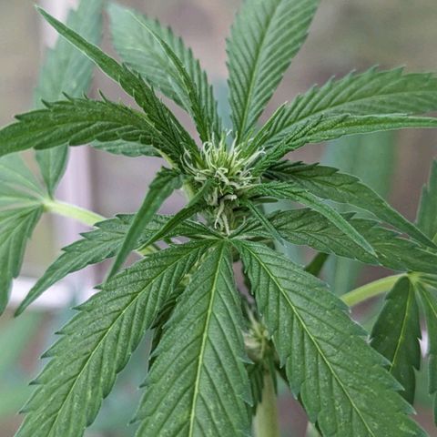 Super Lemon Haze growlog timeline photo