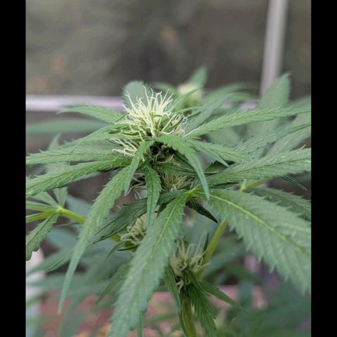 Super Lemon Haze growlog timeline photo