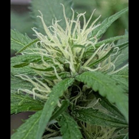 Super Lemon Haze growlog timeline photo