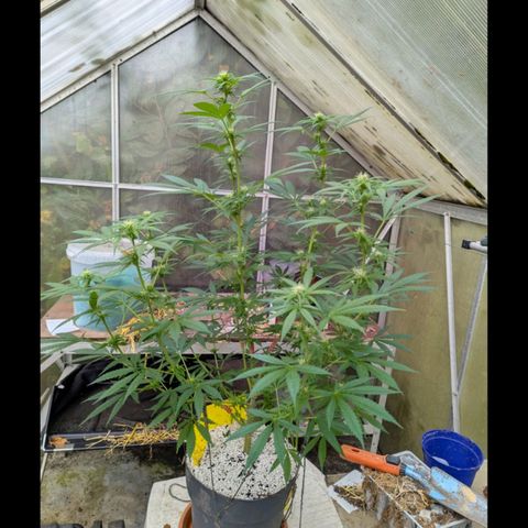 Super Lemon Haze growlog timeline photo