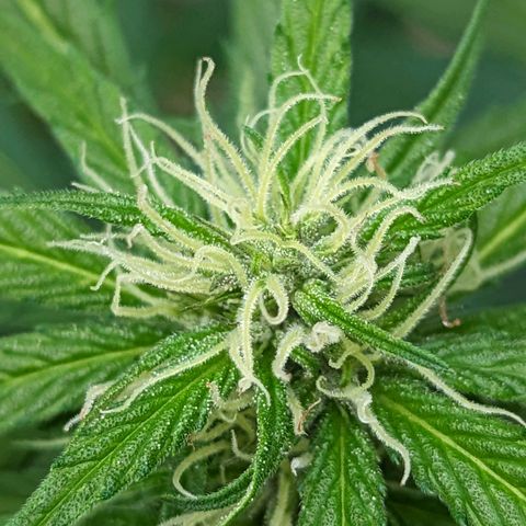Super Lemon Haze growlog timeline photo