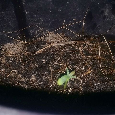 NiJo002 growlog timeline photo