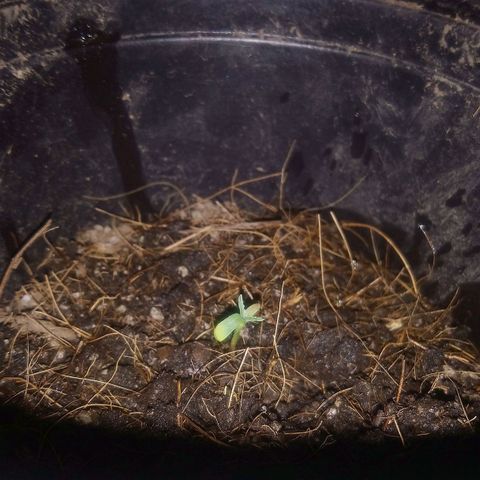 NiJo002 growlog timeline photo