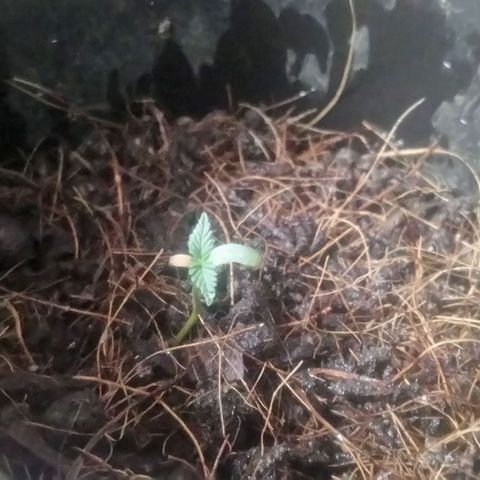 NiJo002 growlog photo: Niveles diferentes de humedad, alrededor de la planta. Se riega intentando ajustarlos. 