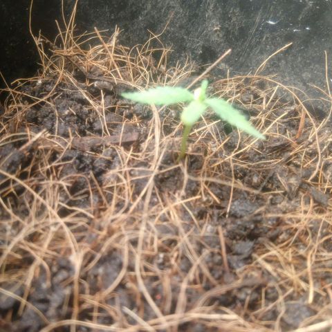 NiJo002 growlog timeline photo