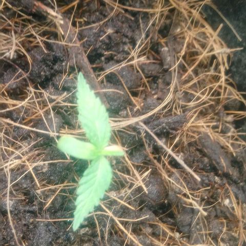 NiJo002 growlog timeline photo