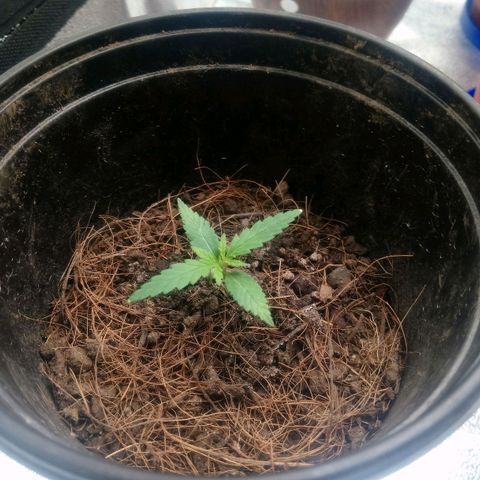 NiJo002 growlog timeline photo