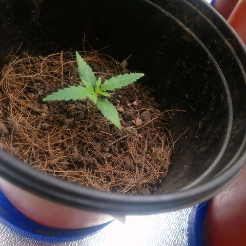 NiJo002 growlog timeline photo