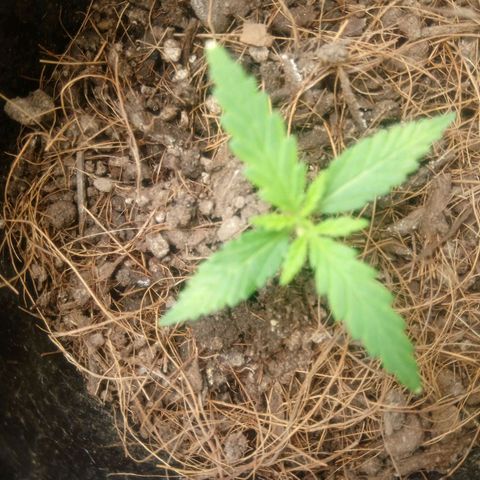 NiJo002 growlog timeline photo