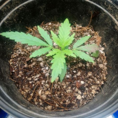NiJo002 growlog timeline photo