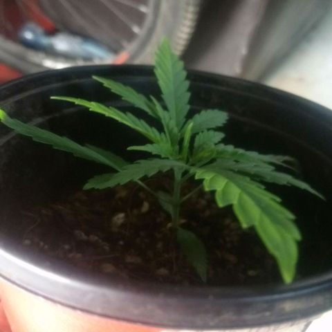 NiJo002 growlog timeline photo
