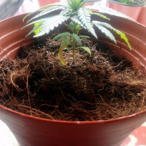 NiJo002 growlog timeline photo