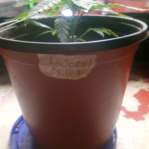 NiJo002 growlog timeline photo