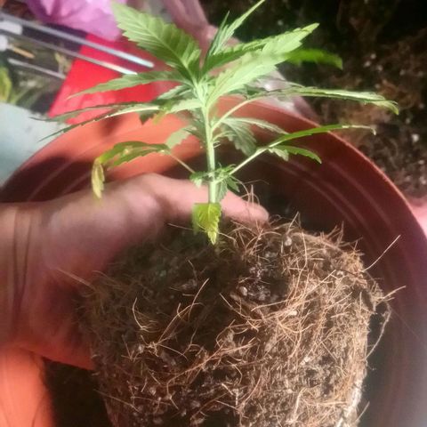 NiJo002 growlog timeline photo
