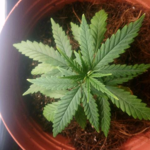NiJo002 growlog timeline photo