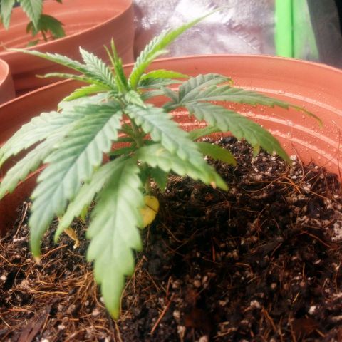 NiJo002 growlog timeline photo