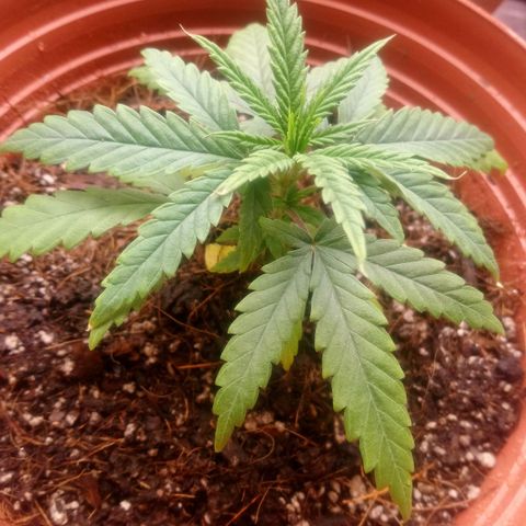 NiJo002 growlog timeline photo