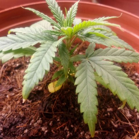 NiJo002 growlog timeline photo