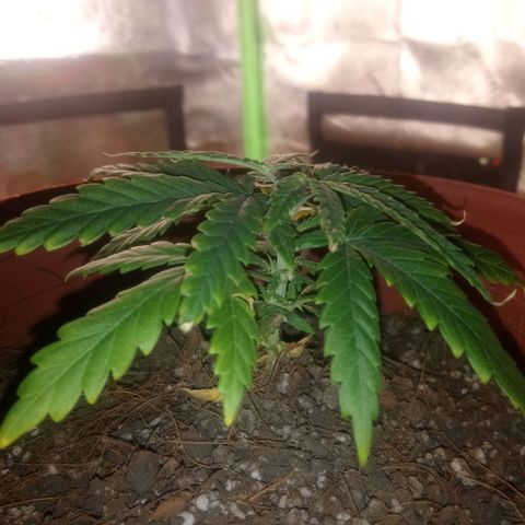 NiJo002 growlog timeline photo
