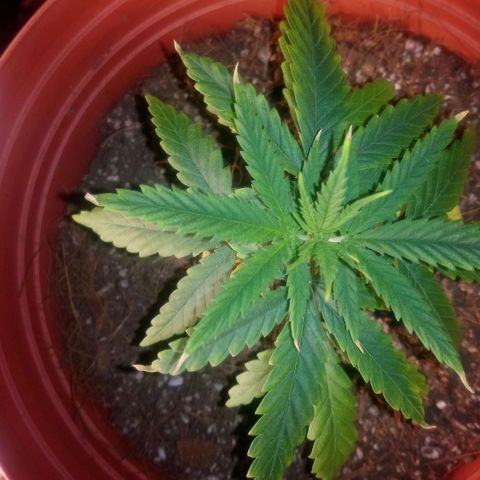 NiJo002 growlog timeline photo