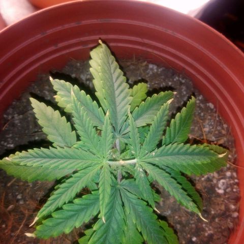 NiJo002 growlog timeline photo