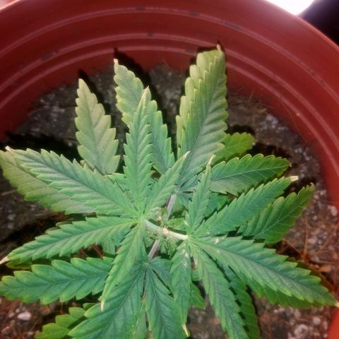 NiJo002 growlog timeline photo