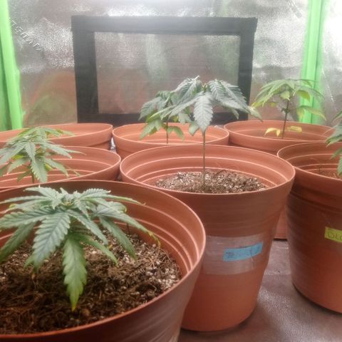NiJo002 growlog timeline photo