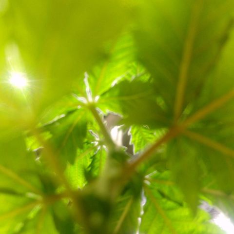 NiJo002 growlog timeline photo