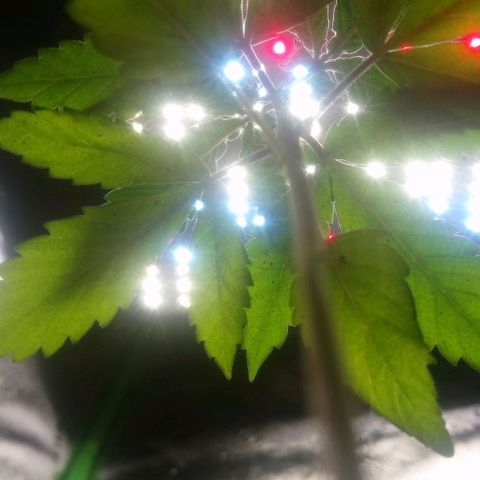 NiJo002 growlog timeline photo