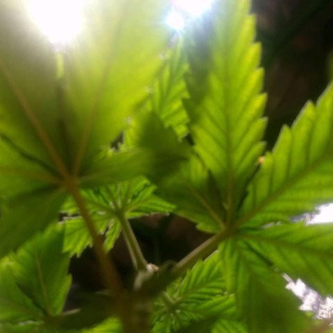 NiJo002 growlog timeline photo