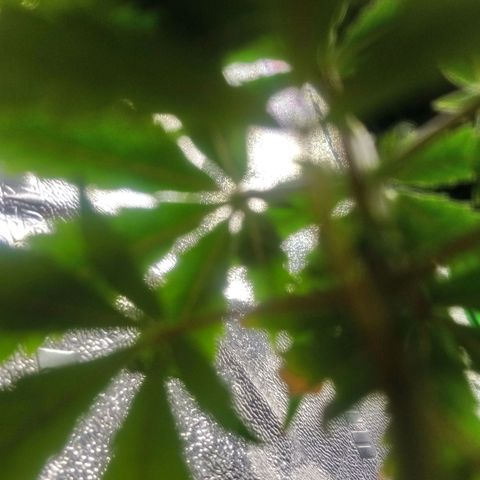 NiJo002 growlog timeline photo