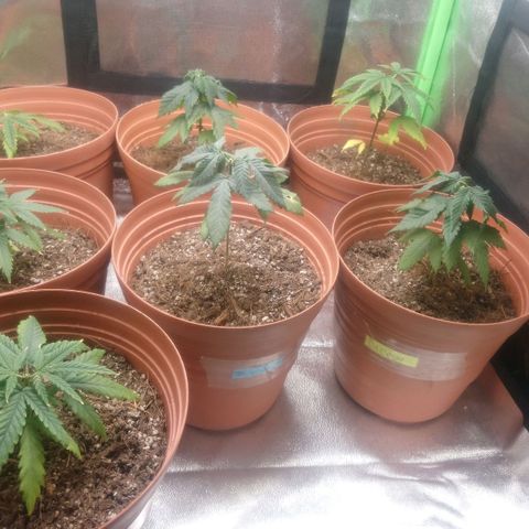NiJo002 growlog timeline photo