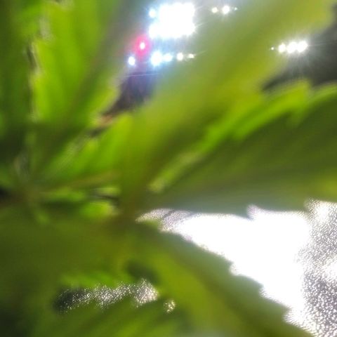 NiJo002 growlog timeline photo