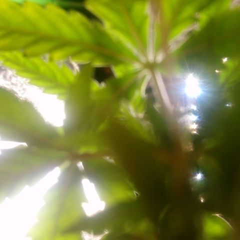 NiJo002 growlog timeline photo